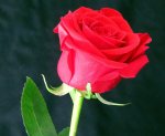 rosa-1628287_960_720.jpg