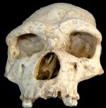 Homo_erectus_tautavelensis.jpg
