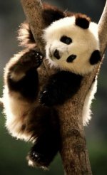 pandam_IMG_0188.jpg